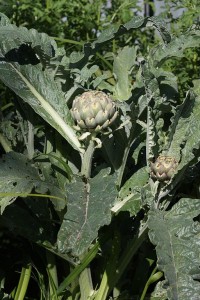 Artichoke plant