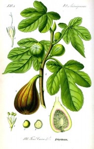 Fig tree. Flora von Deutschland Österreich und der Schweiz (1885)