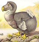 Picture of a dodo bird