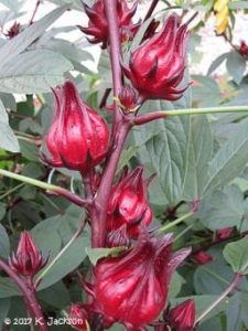 Calyces of hibiscus