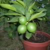 lime bush in planter