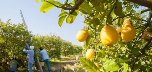 Celebrating Sicilian Lemon on Real Food Traveler