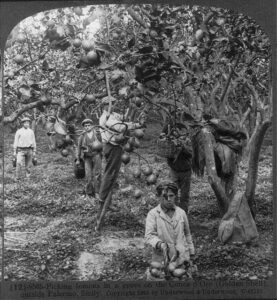 Sicilians harvesting lemons
