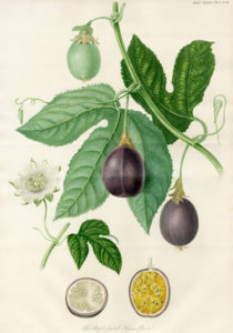 illustration of passion fruit on a vine