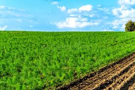 field of fennel growing