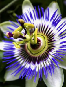 passion flower