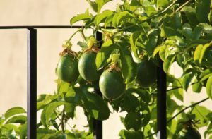 passion fruit on vines